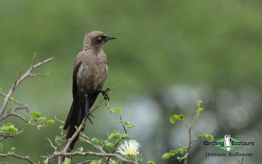 Tanzania birding tour