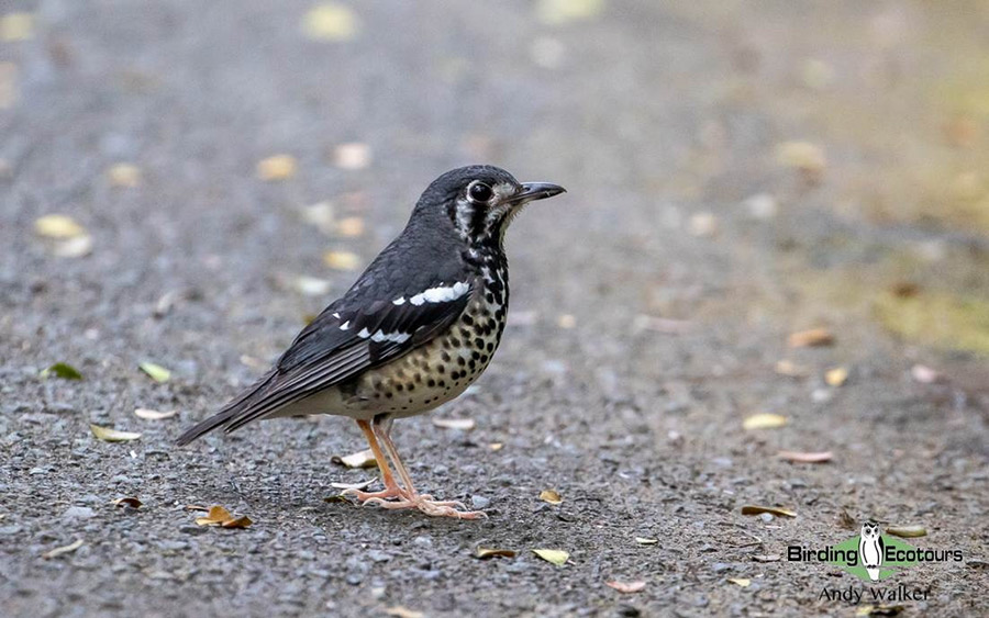 The Philippines Endemic Birding