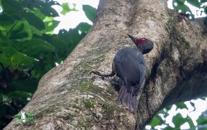 Sulawesi and Halmahera birding tours