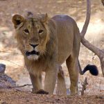 Northwest India birding tour