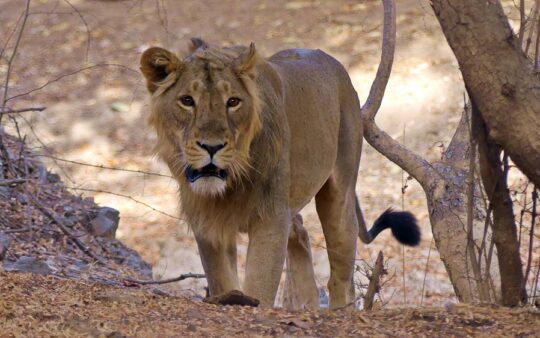 Northwest India birding tour