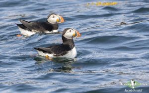 Maine birding tours