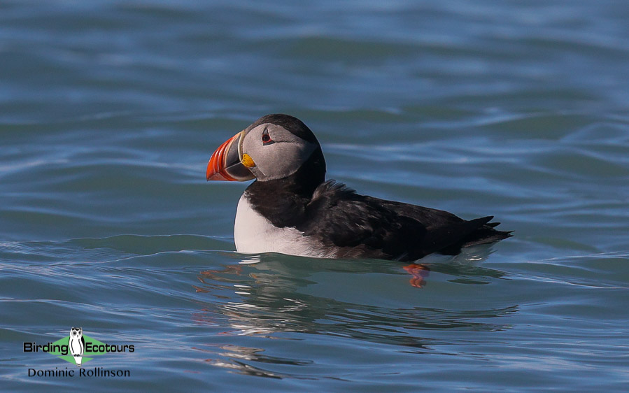 United Kingdom birding tour