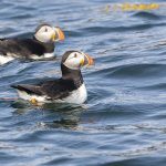 Maine birding tours