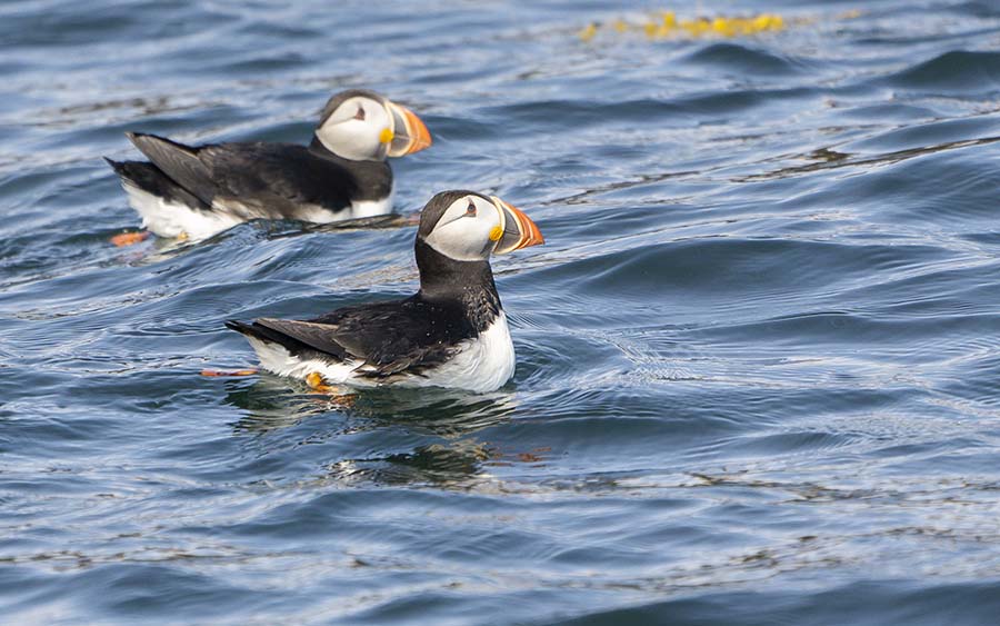 Where to See Puffins in Maine: Your Guide to the Best Places