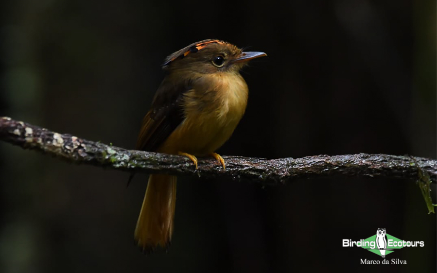 Southeast Brazil birding tour