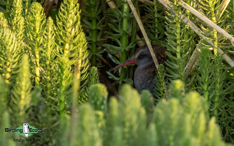 Patagonia birding tours