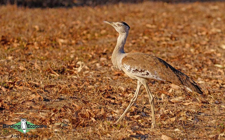 Outback birding tours