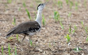 Outback birding tours