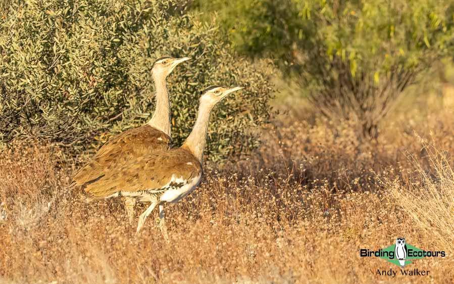 Outback birding tours