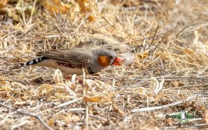 Alice Springs birding tours