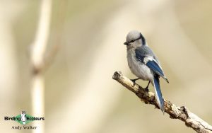 Mongolia birding tours