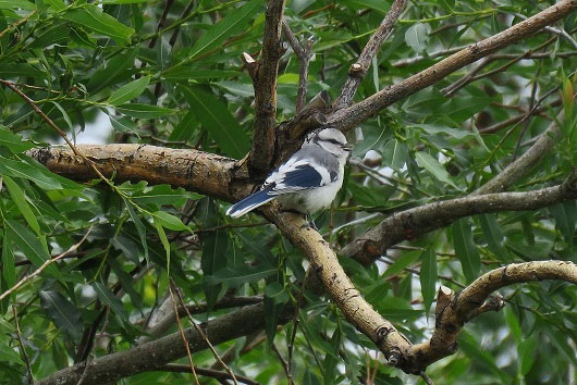 Mongolia birding tours