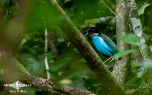 The Philippines Endemic Birding