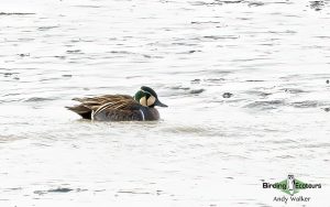 Japan Winter Birds