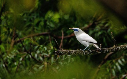 Indonesia birding tour Bali and East Java