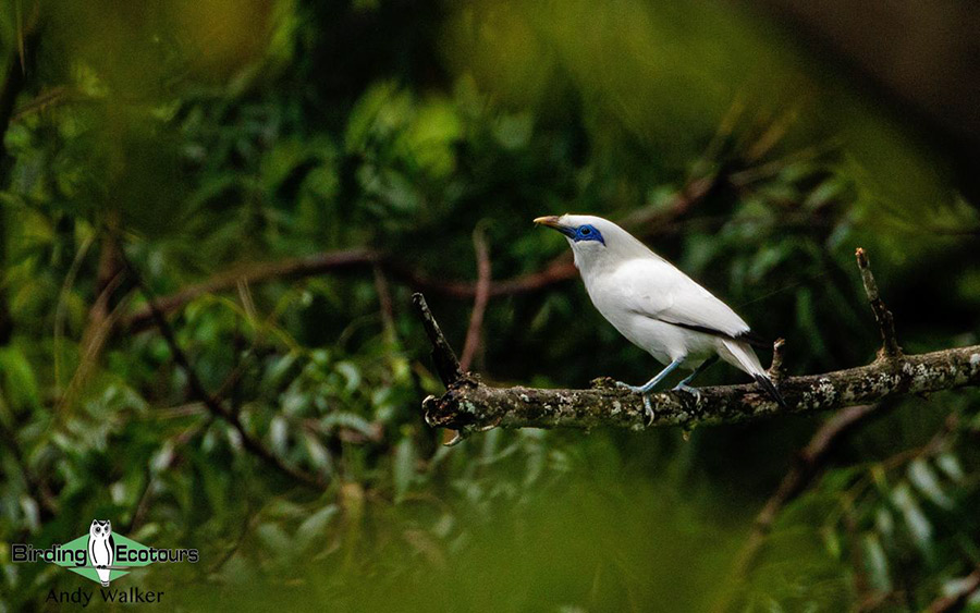 Indonesia birding tour Bali and East Java