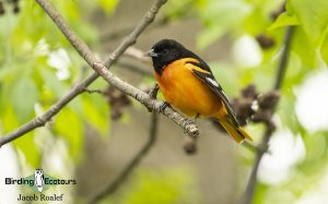 Ohio birding tours