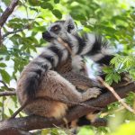 Berenty Reserve birding tour
