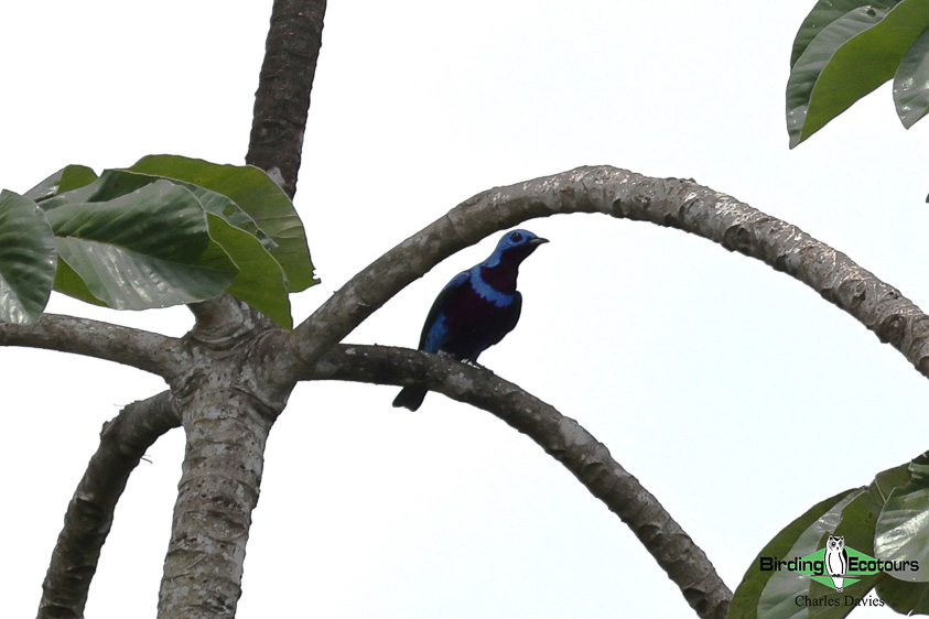 Northeast Brazil birding tours