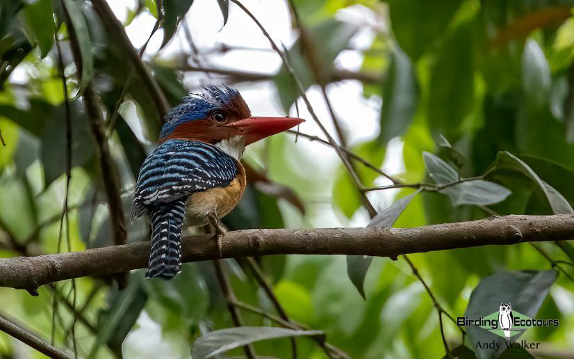 Peninsular Malaysia birding tours