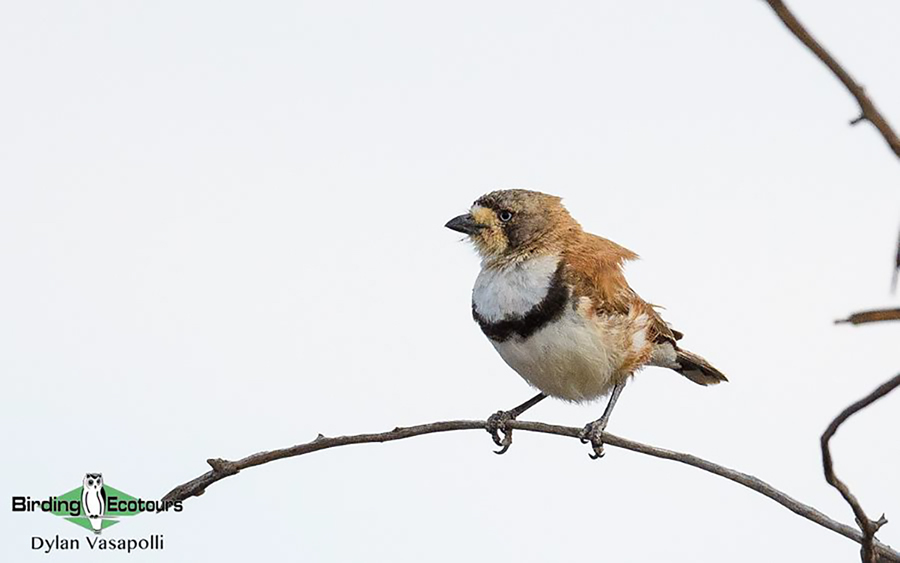 Alice Springs birding tours