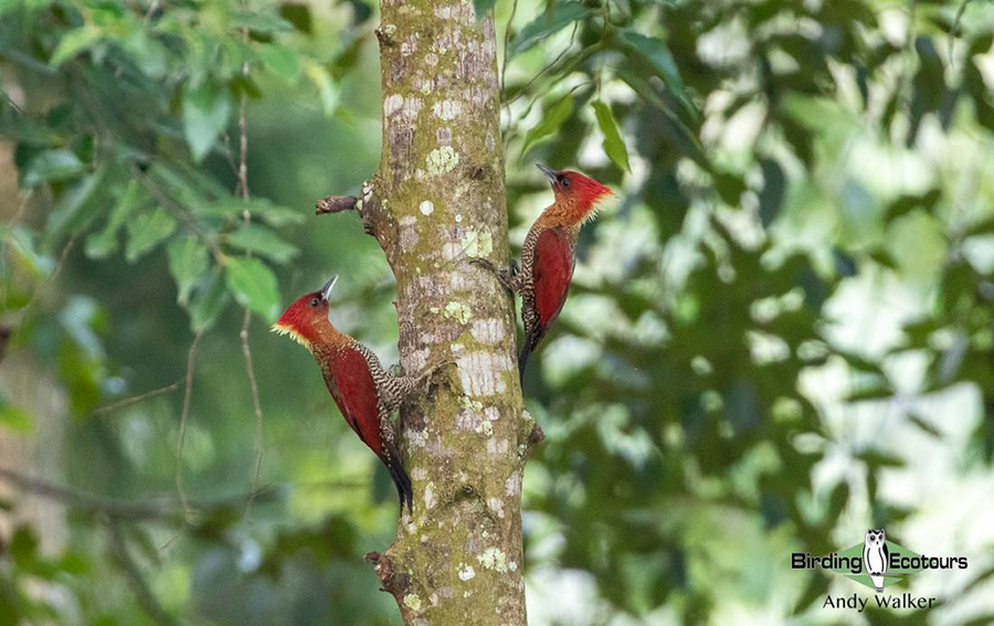 Southern Thailand birding tours