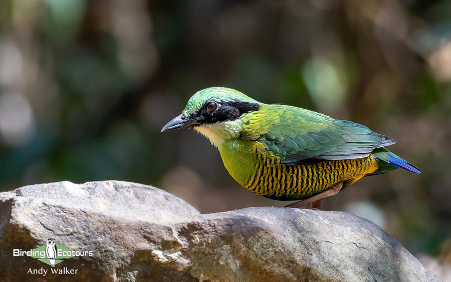 Vietnam birding tours