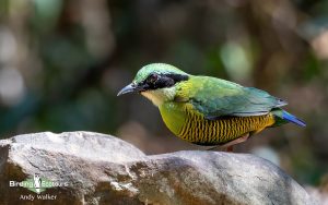 Vietnam birding tours