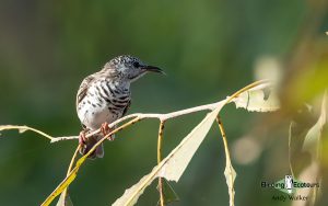 Northern Australia birding tours