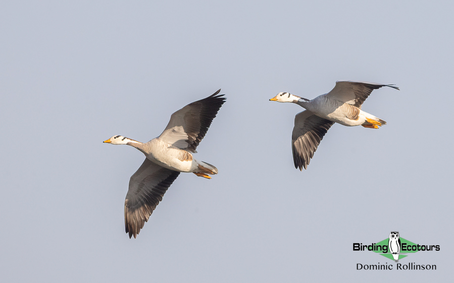 Northern India birding tour