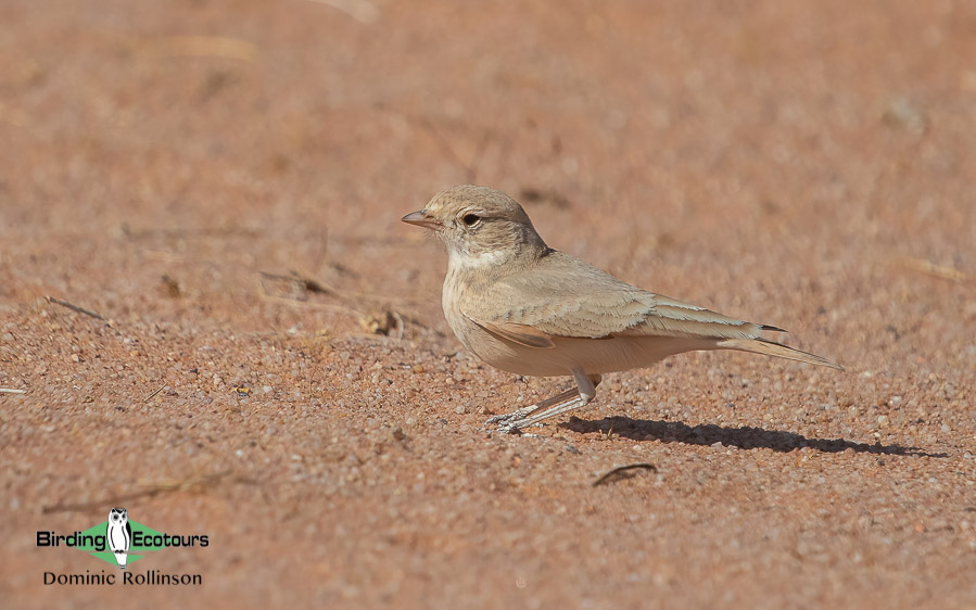 Morocco birding tours