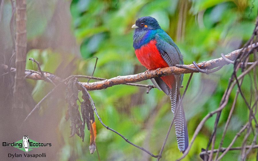 Tanzania birding tour