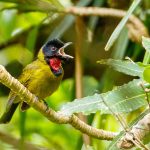 Lesser Sunda Islands birding tour