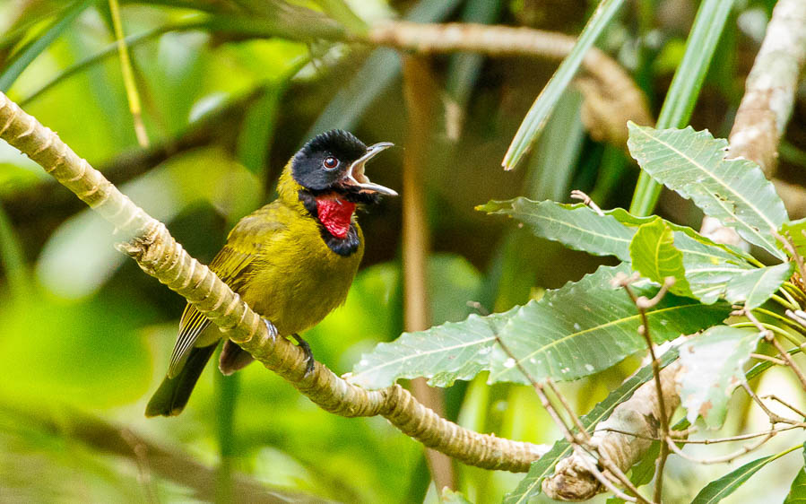 Lesser Sunda Islands birding tour