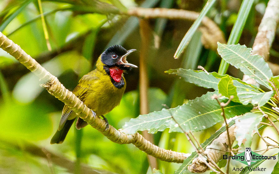 Lesser Sunda Islands birding tour