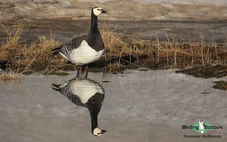 United Kingdom birding tours