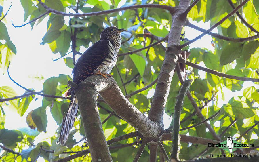 Tanzania birding tour