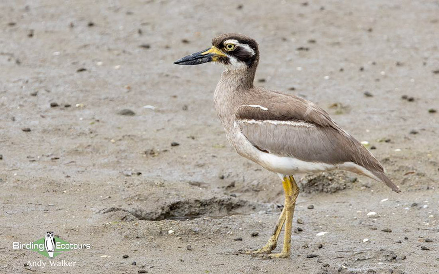 Outback birding tours