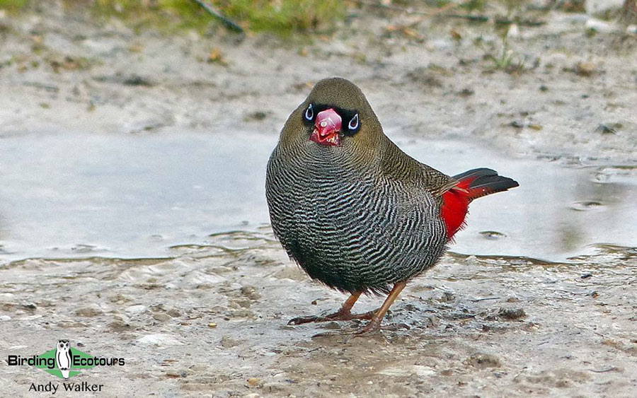 Tasmanian birding tours