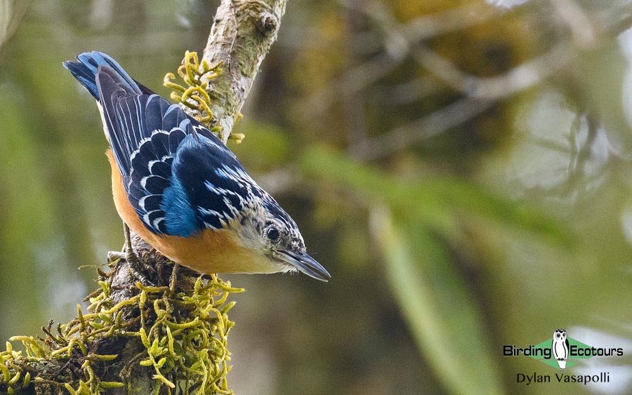 Himalayas birding tours