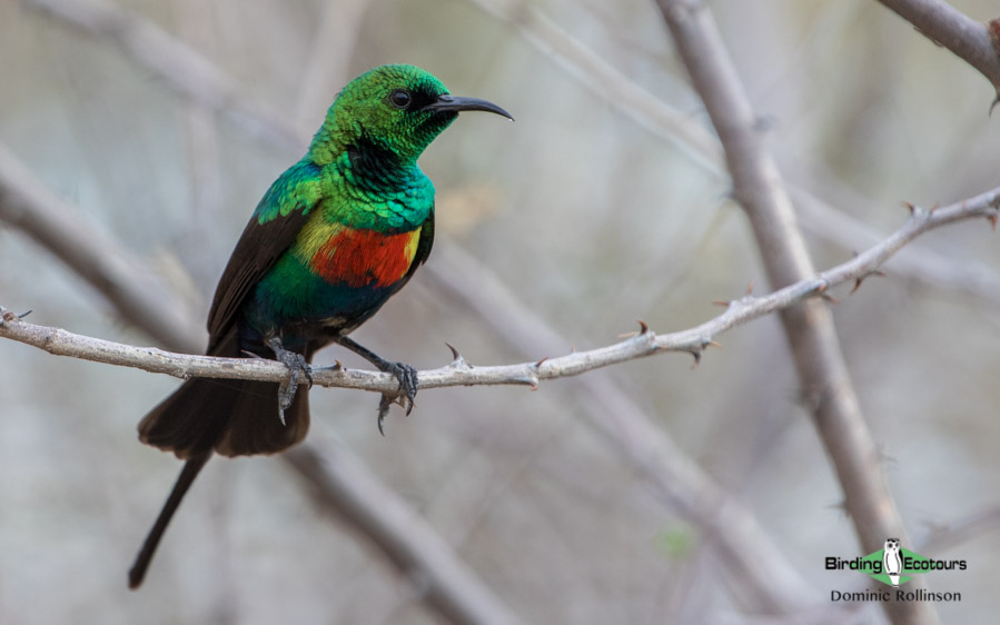 Gambia birding tours