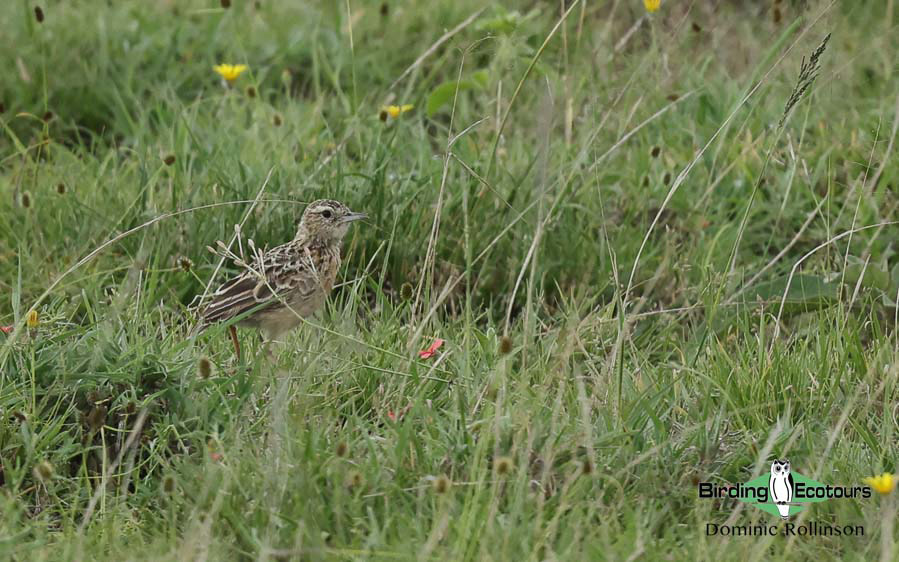 Tanzania birding tour