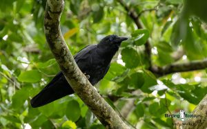 Papua New Guinea birding tours