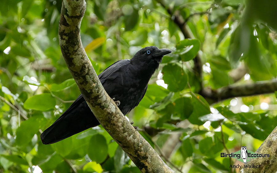 Papua New Guinea Birding Tour