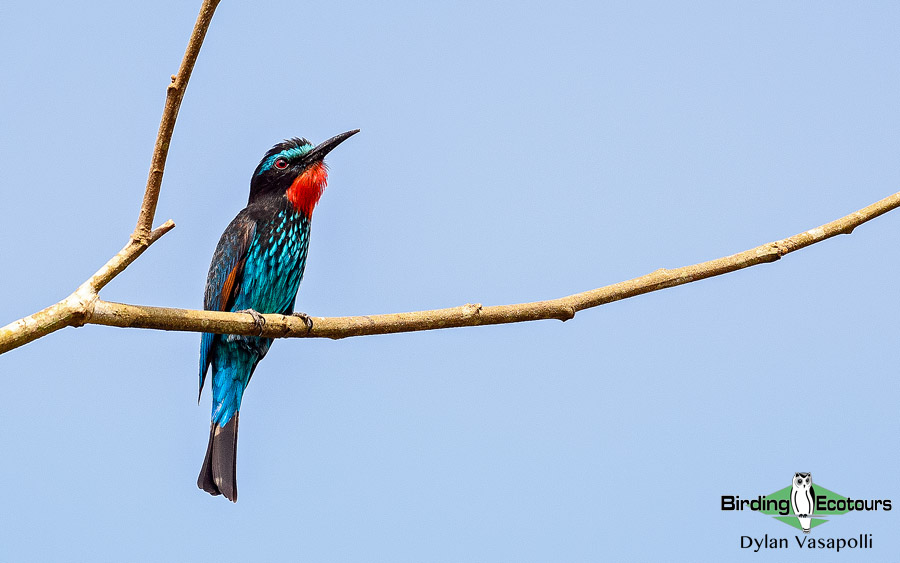 Ghana birding tours