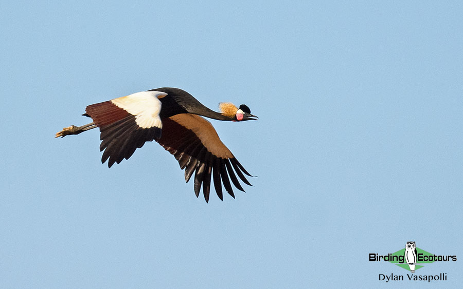 Senegal birding tour