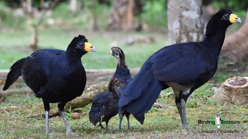 Guyana birding tours