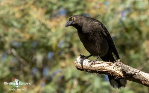 Tasmanian birding tours