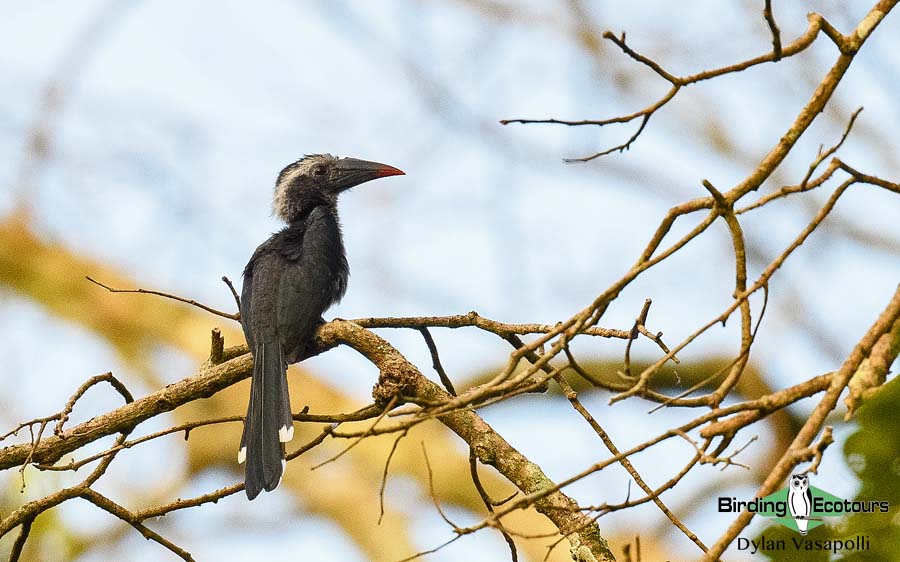 Ghana birding tours